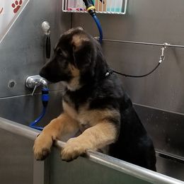 German Shepherd Puppies from Sevilla German Shepherds