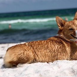 American Corgis and Pembroke Welsh Corgis from Rafter T Corgis