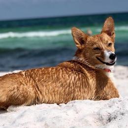 American Corgis and Pembroke Welsh Corgis from Rafter T Corgis