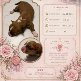 Daphne Bridgerton - Red and white female American Corgi puppy in Lake Havasu City, Arizona from London Bridge Corgis