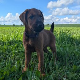Purple Girl - Red female Irish Terrier puppy in Spring Valley, Minnesota from Back Country Terriers