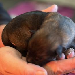 Pretty dark Sable girl - Sable female German Shepherd puppy in Grantsville, Utah from Vom Haus Denfors K9 - Working German Shepherds