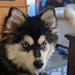 Tarni - Pomsky