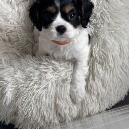 Slinky - Tri-color Cavalier King Charles Spaniel puppy in Fontana, California from Magical Cavaliers