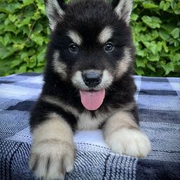 Kevin - Black and white male Alaskan Malamute puppy in Michigan from Warrior’s Legacy Alaskan Malamutes