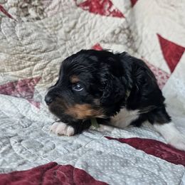 Bernedoodle Puppies from Joyful Pastures Homestead