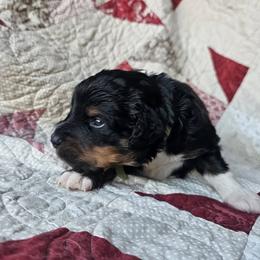 Bernedoodle Puppies from Joyful Pastures Homestead