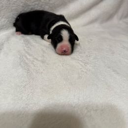 Aqua collar - Black & white female Australian Shepherd puppy in Buckeye, Arizona from Wranglin Farms