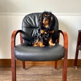 Duke - Cavalier King Charles Spaniel