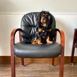 Duke - Cavalier King Charles Spaniel