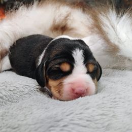 Lizzy Who - Black tan and white female Beagle puppy in Colville, Washington from Rosehaven Homestead