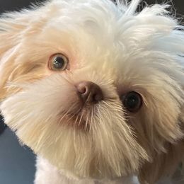 Maltese, Miniature Australian Shepherds, Poodles, Shih Tzus, Toy Australian Shepherds, and Yorkshire Terriers from Love At FURst Sight TX Kiss My Aussie