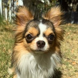 Ryder - Chihuahua