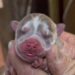 Kodiak - Lavender male Pomsky puppy in Spring Hill, Florida from PDQ Pomskies