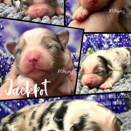 3 Jackpot, BMM - Blue merle male Australian Shepherd puppy in Huntington, Texas from JKKJ Farms, LLC