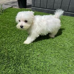 Yellow boy - White male Maltese puppy in Massachusetts from Happy Tail Yorkies and Maltese