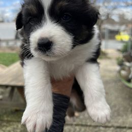 Australian Shepherd Puppies from Winchester Aussies