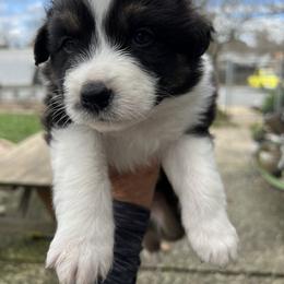 Australian Shepherd Puppies from Winchester Aussies