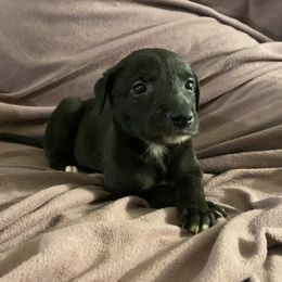 Raven - Black Greyhound puppy in Oxford, Florida from Running to Stand Still (RTSS)