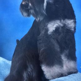 Miniature Schnauzers from Aragon Miniature Schnauzers