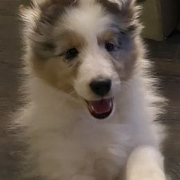Shetland Sheepdog Puppies from Syringa