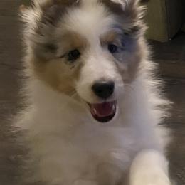 Shetland Sheepdog Puppies from Syringa