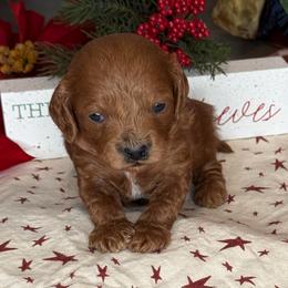 Birch- Blue Collar - Red male Cavapoo puppy in South Jordan, Utah from Simply Sweet Paws. LLC