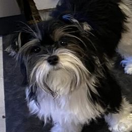 Bama - Biewer Terrier