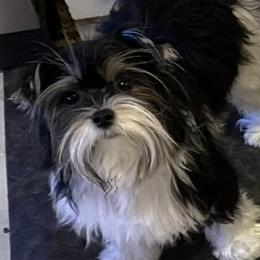 Bama - Biewer Terrier
