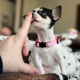 (Tiny) Sushi - Black and white female Chihuahua puppy in Alvord, Texas from Gift of Gods Favor