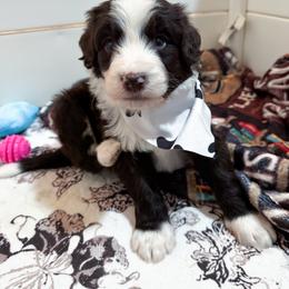 Snowball - male Australian Mountain Doodle puppy in Claremont, North Carolina from Magnolia Grove Farms