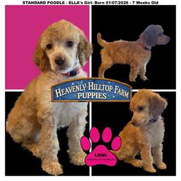 LOMI - Ella's Pink Collar Girl - Apricot female Poodle puppy in Charlo, Montana from Heavenly Hilltop Farm