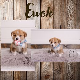 Pembroke Welsh Corgi Puppies from Laird Farms