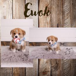 Pembroke Welsh Corgi Puppies from Laird Farms