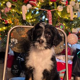 Frosty, teal boy - Black tri-color male Aussiedoodle puppy in Lexington, Oklahoma from Long Doggy Acres Miniature Dachshunds