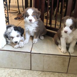 Miniature Australian Shepherd Puppies from Boulder Mini Aussies