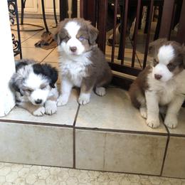 Miniature Australian Shepherd Puppies from Boulder Mini Aussies