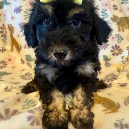 Roxie - Phantom female Poodle puppy in Howe, Oklahoma from Cuddly Cavapoos