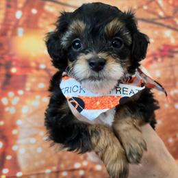 Neptune - Black tri-color male Aussiedoodle puppy in Prescott Valley, Arizona from Ramirez Family Doodles