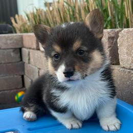 Scout-Fluff Carrier - Black and tan male Pembroke Welsh Corgi puppy in Scottown, Ohio from Wyndy Ridge Corgis