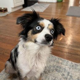 Tea - Australian Shepherd