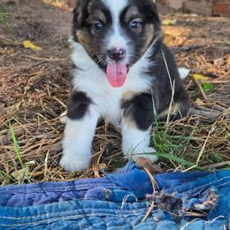 Raven - Black tri female Miniature Australian Shepherd puppy in Hedgesville, West Virginia from Wishing Tree Minis