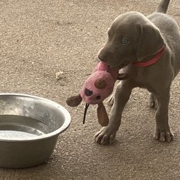None Given Yet - Gray female Weimaraner puppy in Troy, Texas from Brymar Weimaraners