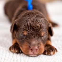 Ash - Brown and white male Bernedoodle puppy in Erda, Utah from Country Lane Doodles