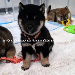Nora - Black and tan female Shiba Inu puppy in Tualatin, Oregon from Shiba Paradise