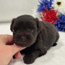 Poppi Female 2 - Liver female Miniature Schnauzer puppy in Pageland, South Carolina from New Haven Farms