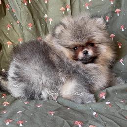 Little Davie - Orange sable male Pomeranian puppy in Coram, New York from Willow Dove Pugs
