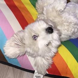 Lu-Lu - Miniature Schnauzer