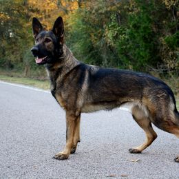 Lana - German Shepherd