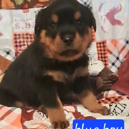 Boy 5 - Black and mahogany male Rottweiler puppy in De Witt, Iowa from Irish Eyes Kennels